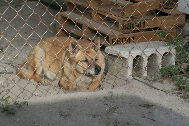 Bimini Dog